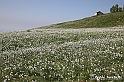 VBS_2509 - Fioritura Narcisi Castelnuovo Nigra 2022 e campi di papaveri rossi